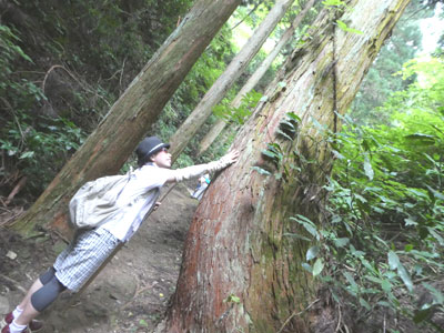 御岩神社の樹木